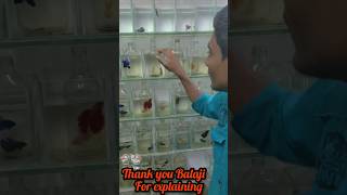 golden betta aquariumbettalowpricekolathurtrending [upl. by Melas52]