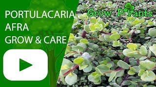 Portulacaria afra  grow and care Easy to grow [upl. by Maiocco]