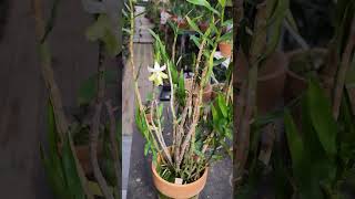 Dendrobium uniflorum 덴드로비움유니플러럼 2024년 7월 6일 [upl. by Nayllij]