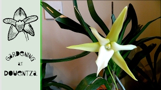 Angraecum amp Osmoglossum 1st Flowers Aerangis amp Den nobile Update [upl. by Almena]