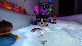 The Cat Who Conquered the Bathtub – A Splashing Adventure ASMR [upl. by Noivert]