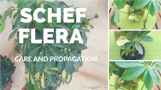 Schefflera care and propagation tips How to propagate Schefflera easily from a just a leaf [upl. by Eiral296]