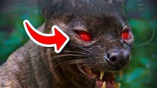 ❗ESTE ANIMAL ES CONSIDERADO UN DEMONIO  FOSSA [upl. by Emoreg]