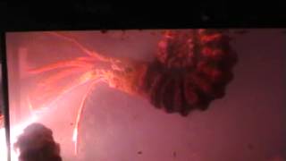 ammonite alive caught on tape [upl. by Charlton460]