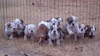 Dog pile English Bulldog puppies sleeping [upl. by Berman]