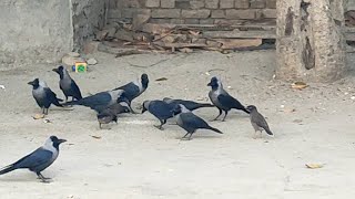 Wild Crows Birds Feeding amp Sounds Angry Crow Birds [upl. by Yousuf]