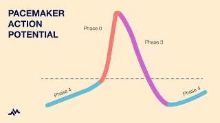 Pacemaker Action Potential [upl. by Eidnarb]