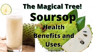 Soursop Graviola Health Benefits and Uses [upl. by Lipps]