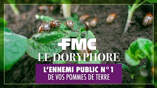 Comment gérer le doryphore  ennemi N°1 des pommes de terre [upl. by Nomzed479]