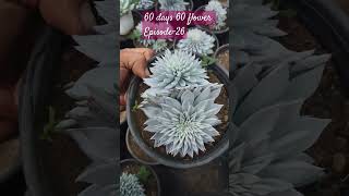 Echeveria Blue Bird instagram succulenttreanding gardeningplantstrending plants youtubeshorts [upl. by Sterne179]