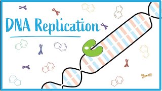 DNA replication  dna rna replication genetics biology mutation transcription translation [upl. by Haldes]