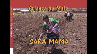 Siembra de Maiz  Sara Mama [upl. by Jehoash]