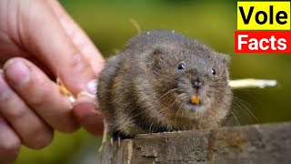 Facts About Vole [upl. by Okubo]