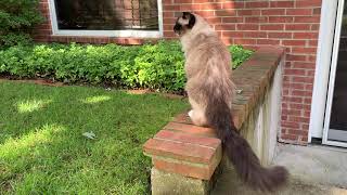 Why Caymus is My Favorite Living Ragdoll Cat  3 Months Before He Died of CRF [upl. by Murial]