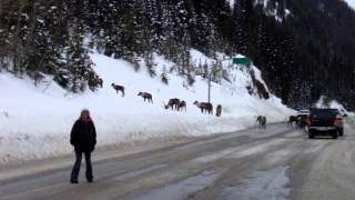 Endangered Mountain Caribou Last Herd [upl. by Loyce838]