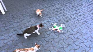 Funny cats video with drone HD [upl. by Lainad31]