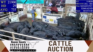 5212024  Beaver County Stockyards Weekly Cattle Auction [upl. by Berl]