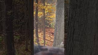 Bobcat looking for a snack this afternoon bobcat hunt hunting deerhunting ohio subscribe [upl. by Corabella]