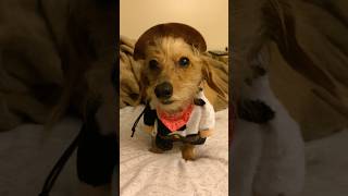 Sheriff Lucy The WireHaired Weiner Doggie bladerope Dachshund MuttleyLaugh￼￼ [upl. by Brenden]