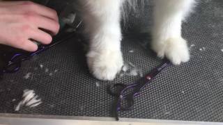 Samoyed Grooming Foot Trimming [upl. by Ahcas]