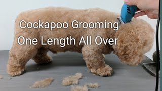 Cockapoo Grooming One Length All Over [upl. by Charteris272]