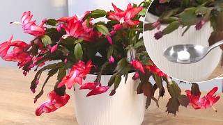 Dissolve and water your Christmas cactus Two November fertilizers for Schlumbergera [upl. by Norb]