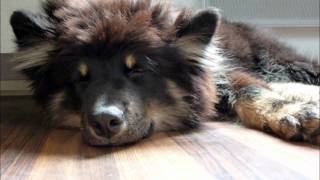 Ico Lapinkoira Chien finnois de Laponie  Finnish Lapphund [upl. by Ayocat]