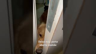 Não fecha a porta mamãe 😅 goldenretriever viralata dog cachorro amor [upl. by Krishnah94]