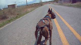 boxer dog pull skateboard [upl. by Aseela760]