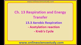 Acetylation of Pyruvic acid and Krebs Cycle [upl. by Assiluj409]