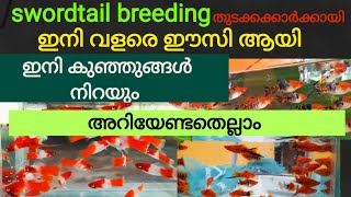 swordtail fish breeding easy full videoswordtailbreeding in malayalammalayalamfarm [upl. by Anaiuq90]