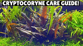 Cryptocoryne Care Guide  Best Low Tech Plant [upl. by Atirehs]