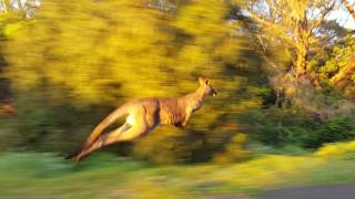 Run with Kangourou Australie [upl. by Peirce259]