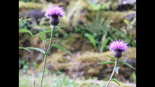 Purple Heather [upl. by Sall]