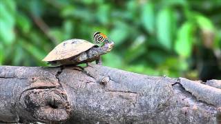 The Turtle and the Butterfly Video [upl. by Dorelle]