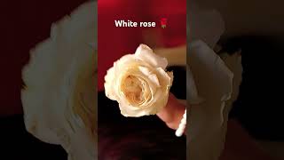 I saw the white rose for the first time soo you know ytshortswhiterose [upl. by Anifad]