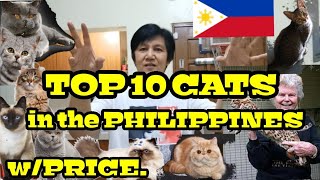 TOP 10 CATS IN THE PHILIPPINES WPRICE vlog47 [upl. by Tracy]