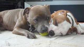 Sadie amp Violet vs Tennis Ball Staffordshire Bull Terrier [upl. by Clayborne]