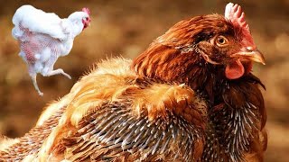 Chicken Molting What is it and How to Help your Hens with it   Dr ARSHAD [upl. by Naivat662]