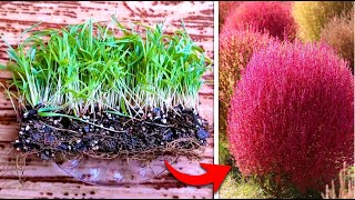 How to plant kochia scoparia at home  Easy planting of kochia scoparia [upl. by Akibma649]