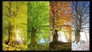 Four Seasons  Years Seasons  Seasons Cycle trending video weather youtube travel season yt [upl. by Snell]