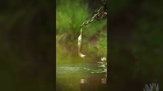 Battle between life 😯Snake🐍 vs Arowna Fish 🐠🐟 [upl. by Zetram804]