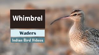 The Eurasian Whimbrel Numenius phaeopus [upl. by Eseneg]