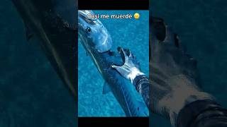 😠 Está Barracuda casi me muerde spearfishing pescasubmarina [upl. by Bronk]