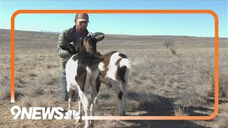 Colorado hiking guide goats attacked and killed [upl. by Adiuqram]