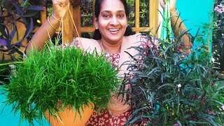 FAST GROWING HANGING PLANTS Hemigraphis Repanda  Garden സുന്ദരമാക്കാം  grass  Dragon Tongue [upl. by Cavit]