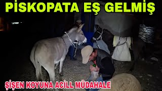 PİSKOPATA EŞ GELDİŞİŞEN KOYUNA ACİLL MÜDAHALENECDET ABİYE GÜNEŞ PANELİYARDIMLAŞMA [upl. by Corrine441]