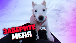 Щенка бросили в лифте после смерти хозяина Линда ищет дом  SANI vlog [upl. by Niak]