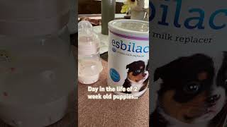 Day in the life of 2 week old puppies puppy americanhairlessterrier cute dogs love [upl. by Ahseinar]