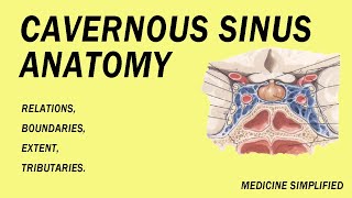 Cavernous Sinus Anatomy Relations Boundaries Extent and Tributaries anatomy [upl. by Rabbi77]